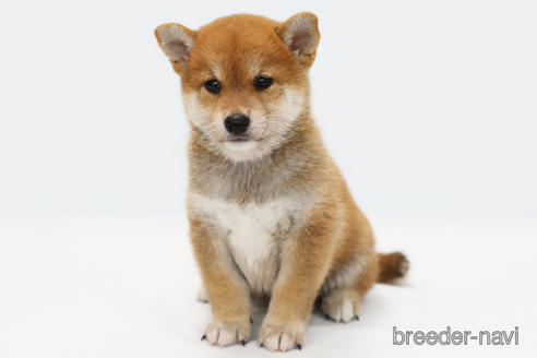 成約済の神奈川県の柴犬-188483の1枚目